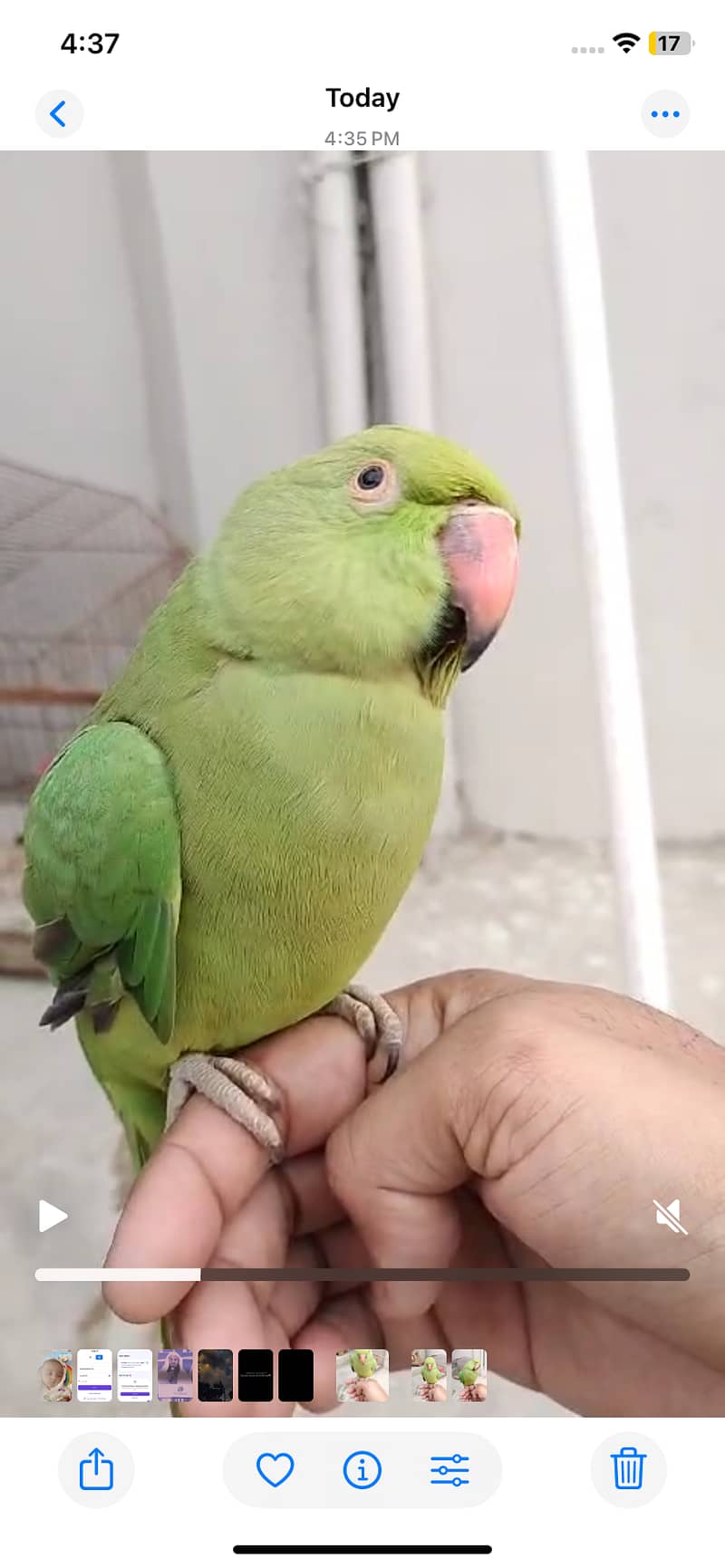 Hand tamed Green Parrot for sale. 2