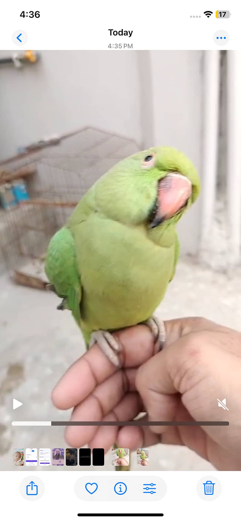 Hand tamed Green Parrot for sale. 3