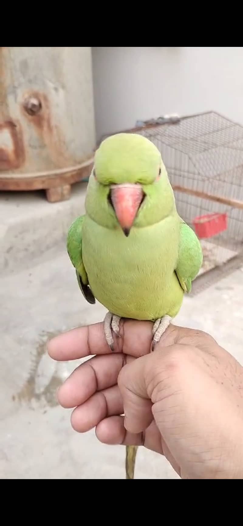 Hand tamed Green Parrot for sale. 4