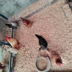 4 Desi Egg laying Hens and 1 Murga