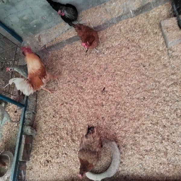 4 Desi Egg laying Hens and 1 Murga 1