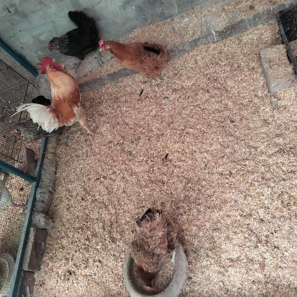 4 Desi Egg laying Hens and 1 Murga 2