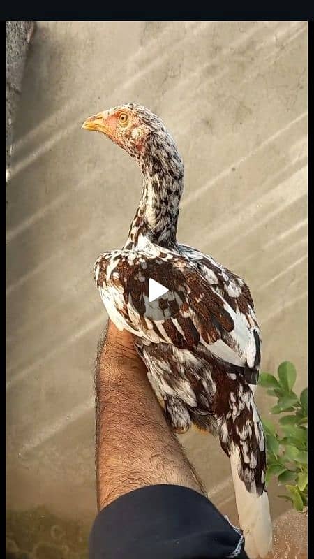 2 Madi Para patha(Male)Cheena/Mushka. HomeBreed,Mazboot Double body. 2