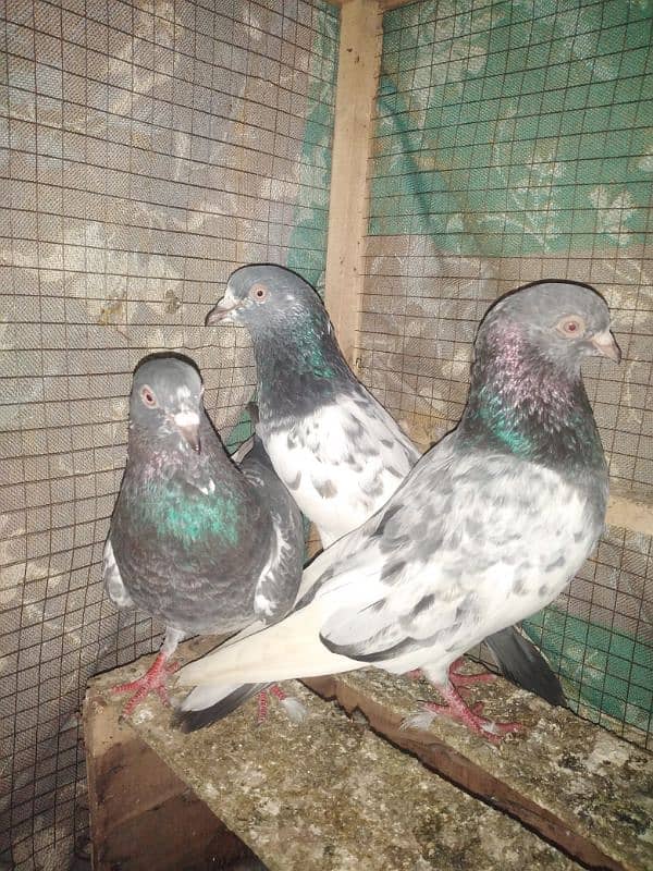 breeder pigeons for sale plz read full add then contact 0