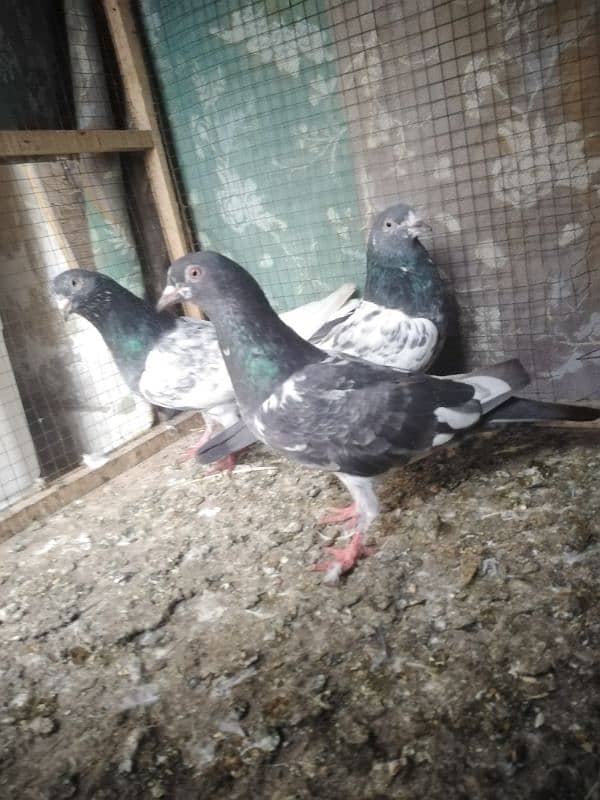 breeder pigeons for sale plz read full add then contact 1