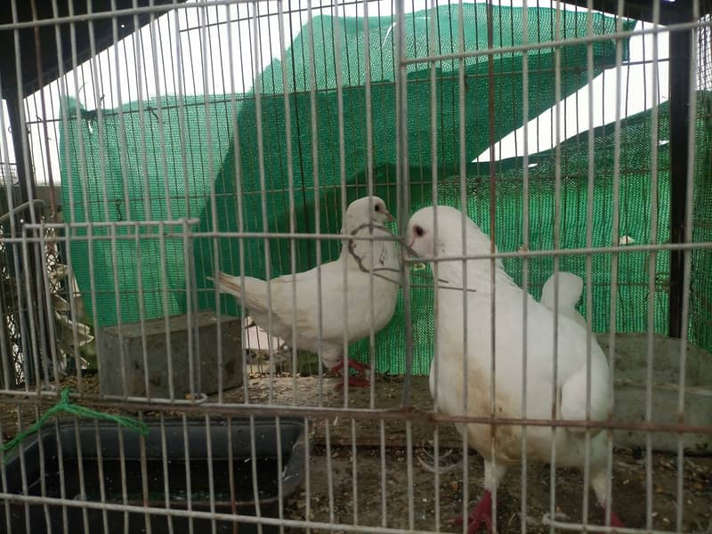 King pigeons for sale 0