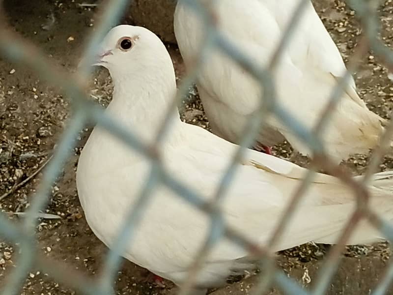 King pigeons for sale 1