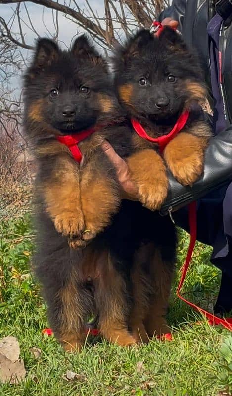 German Shepherd Puppys 0