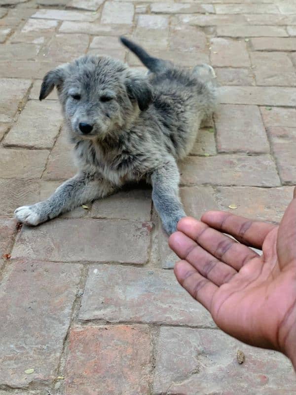 female Dogs Golden Retriever 2