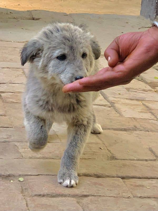 female Dogs Golden Retriever 7