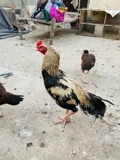 Aseel Murga aur 2 Active Murgiyan (Egg Laying) - Ghar Ki Pali Hui