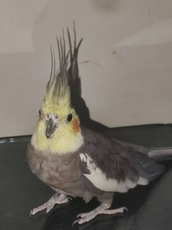 Cocktail grey male for sale 0