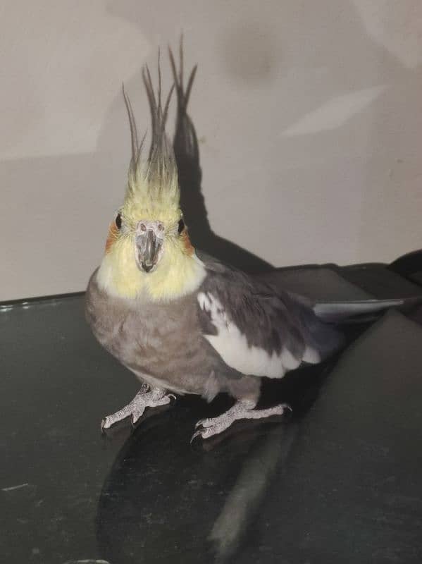 Cocktail grey male for sale 1