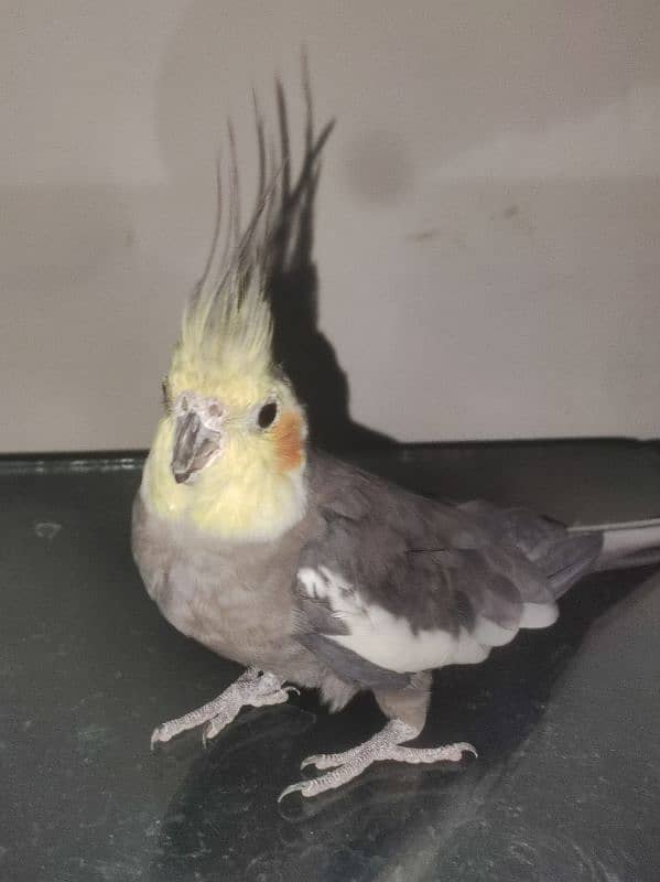 Cocktail grey male for sale 2