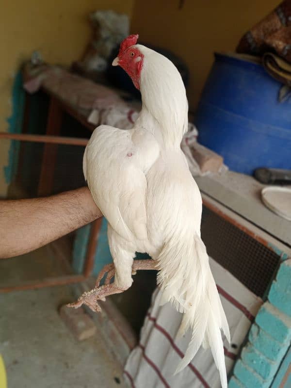 Mushki mushka heera Aseel high quality bird two hen 3