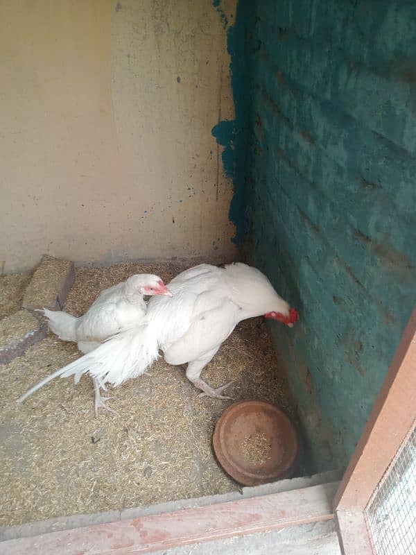 Mushki mushka heera Aseel high quality bird two hen 5