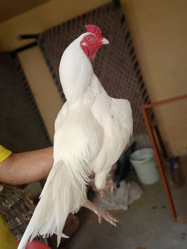 Mushki mushka heera Aseel high quality bird two hen 6