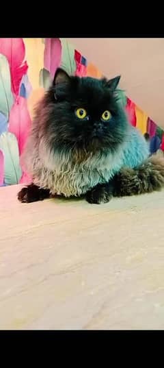 Persian cat for sale Mel aur female my WhatsApp 0325=24=52=848