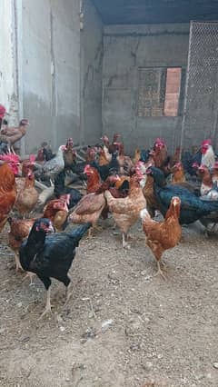 Desi misri Hens