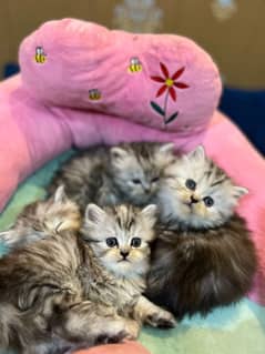 kittens