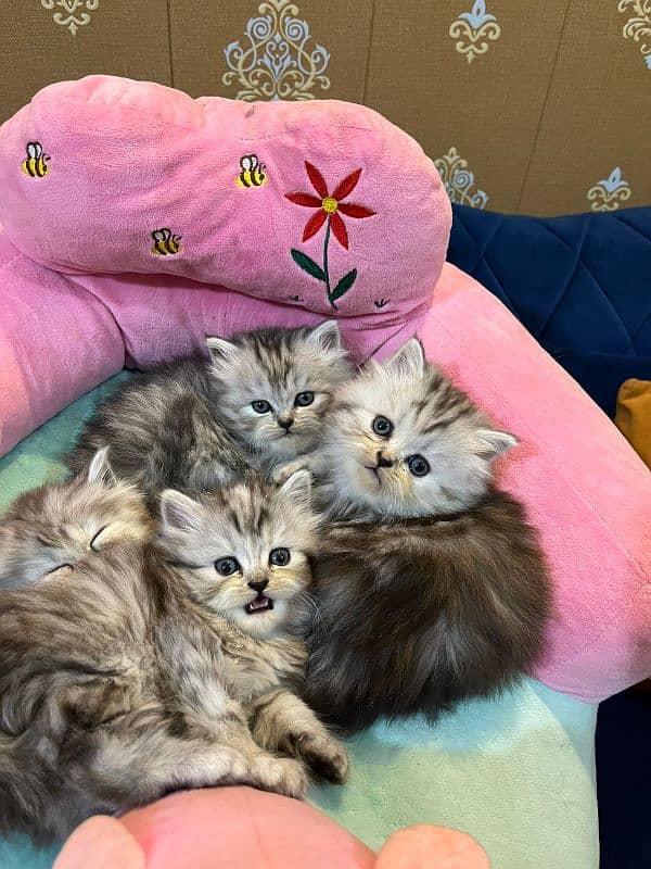 kittens 4