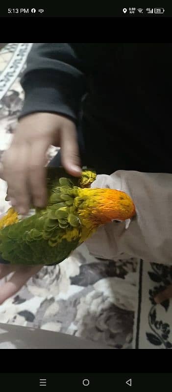 sun conure chick 1