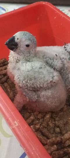 GREY parrot chick congo size