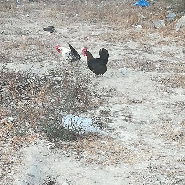 Golden misri hens egg laying 2