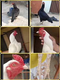 Mushki mushka heera Aseel high quality bird two hen