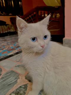 Persian cat and kittens for sell