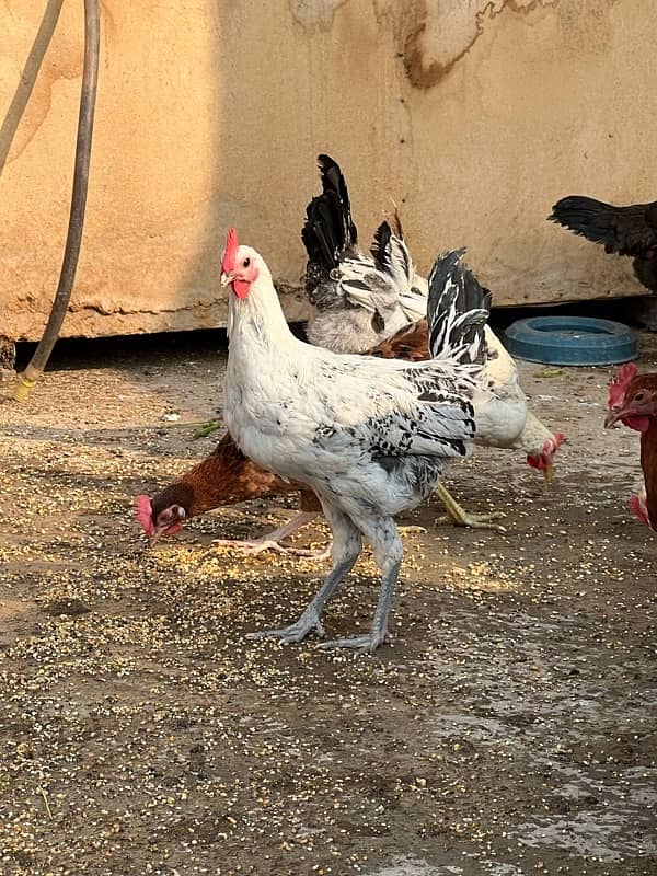 Aseel & Desi Breeder murgy for sale 8