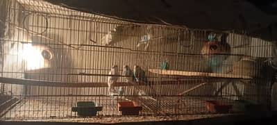 14 birds with cage