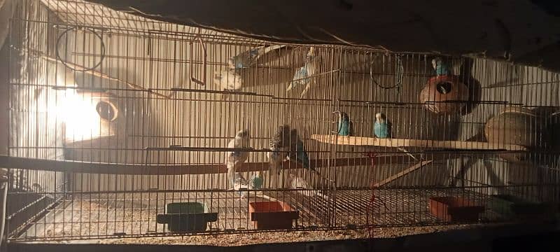 14 birds with cage 1