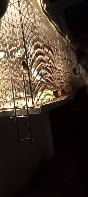 14 birds with cage 4