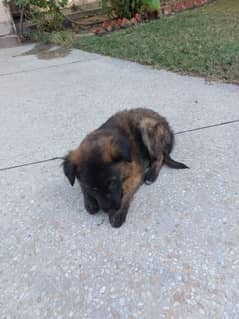 German Shepherd Puppy