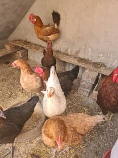 Golden Misri Eggs laying 7 Hens