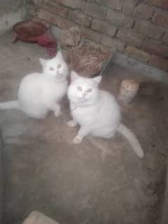 Persian cat pair single cod