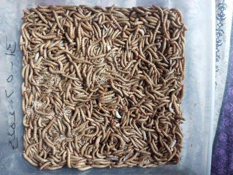 live Mealworms 0