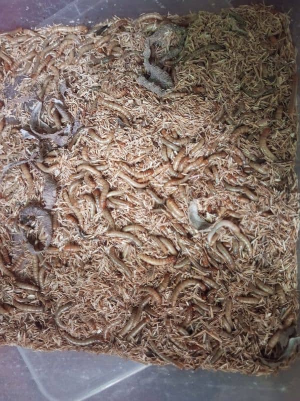 live Mealworms 1