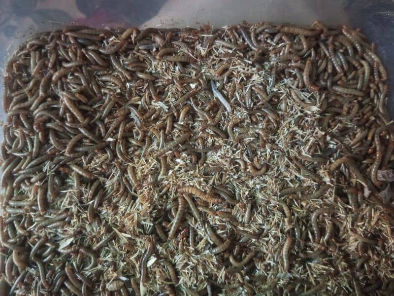 live Mealworms 3