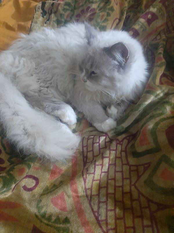 Persian cat,  6 month,  female 0