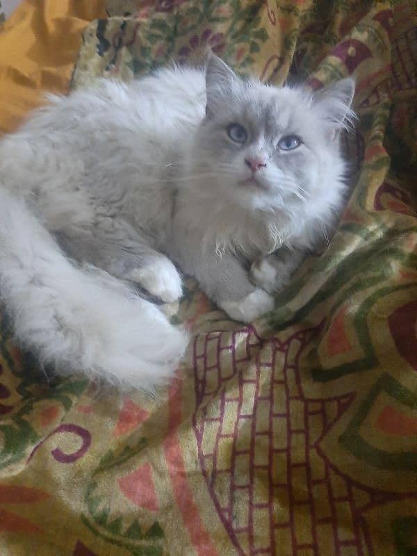 Persian cat,  6 month,  female 1