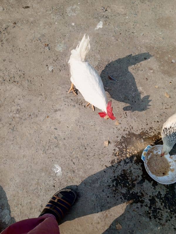 pepr white dasi breeder murga 4