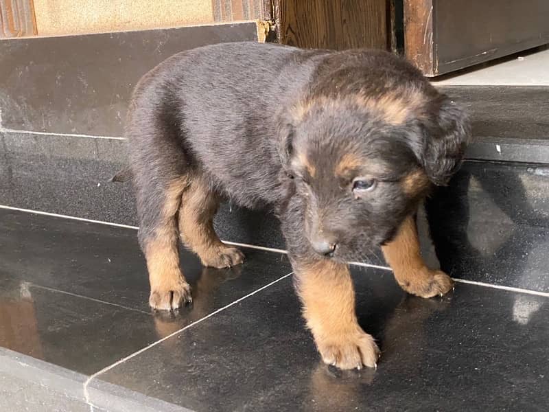 German shephared puppy 6