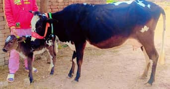 2 time 11kg+ wali cow/Jearsy cow/cross/frizan/American/wachi/Gaee/گائے