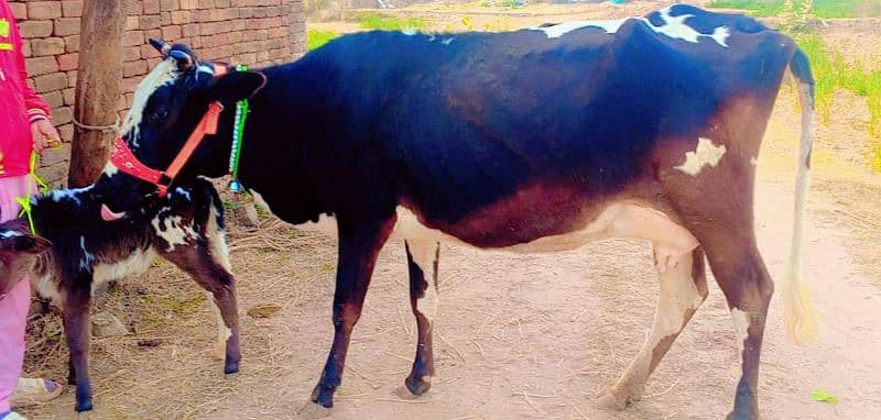 2 time 11kg+ wali cow/Jearsy cow/cross/frizan/American/wachi/Gaee/گائے 1