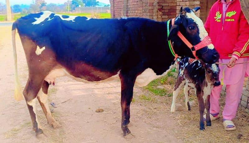 2 time 11kg+ wali cow/Jearsy cow/cross/frizan/American/wachi/Gaee/گائے 2