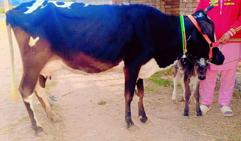 2 time 11kg+ wali cow/Jearsy cow/cross/frizan/American/wachi/Gaee/گائے 4