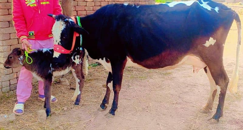 2 time 11kg+ wali cow/Jearsy cow/cross/frizan/American/wachi/Gaee/گائے 7