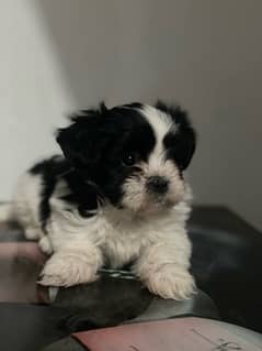 shihtzu